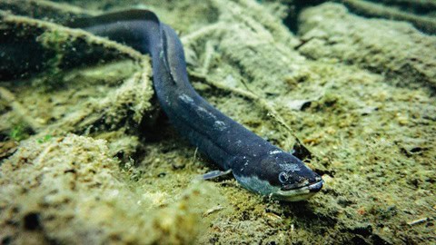 eel fish found at the Itlay's Po river