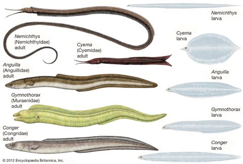 eel classification 