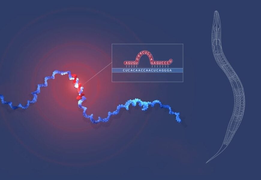 The Nobel Prize Winning Discovery of MicroRNA A Revolutionary