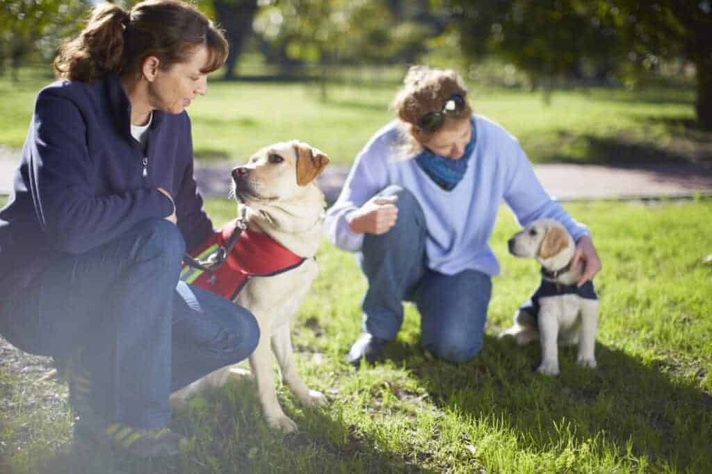 Two guide dogs at dog training after a board and train
