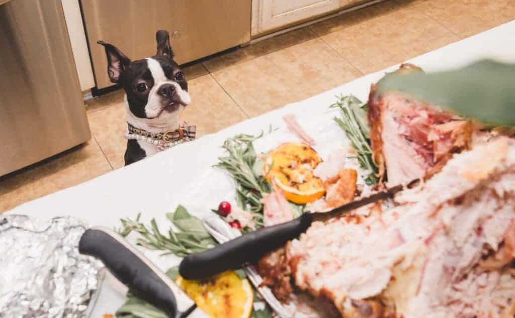 boston terrier looking at counter full of thanksgiving food