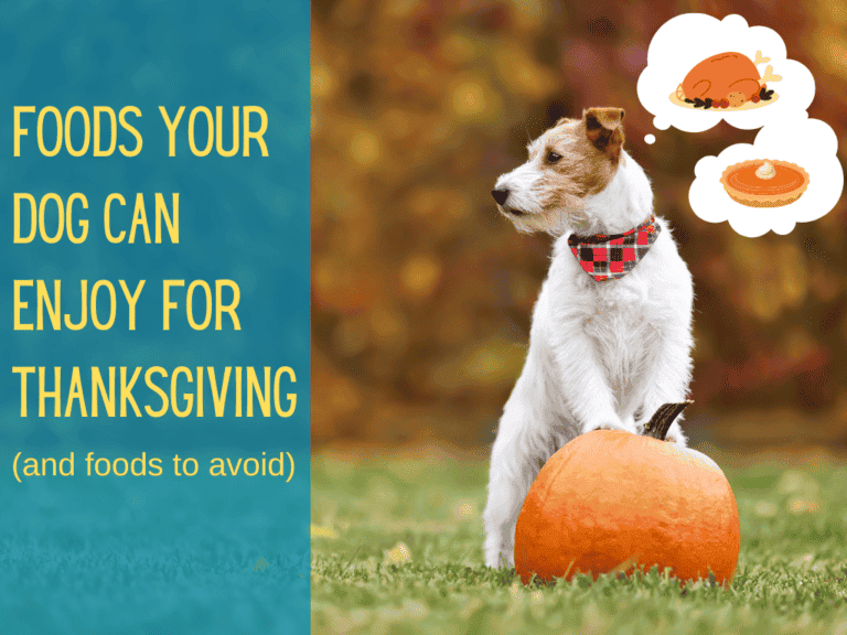 cute white terrier posed with front paws on top of a pumpkin, thinking about thanksgiving foods for dogs