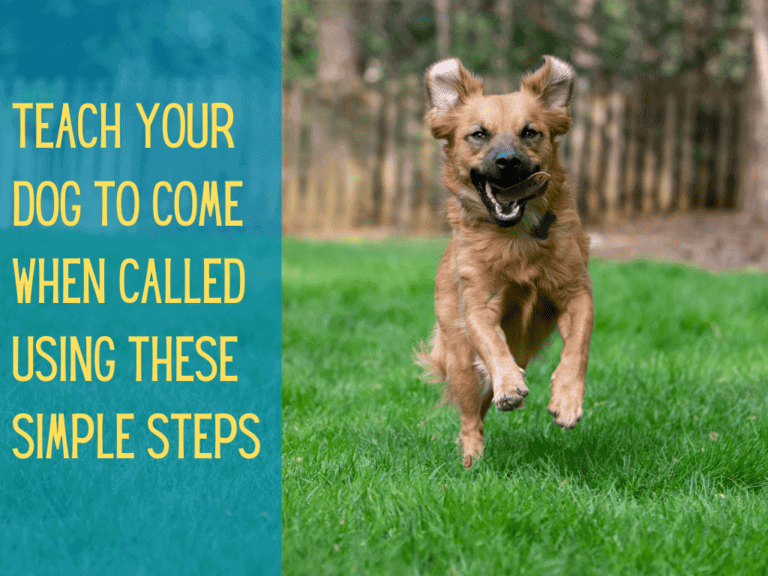 Happy, brown, floppy-eared dog running towards the camera. Ideal for how to teach a dog to come.