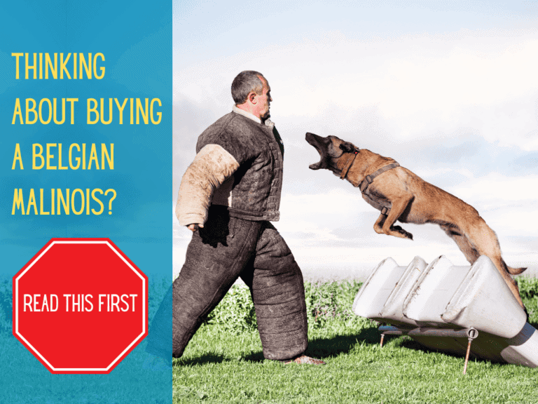 belgian malinois leaping over obstacle to bite man in protection sport bite suit