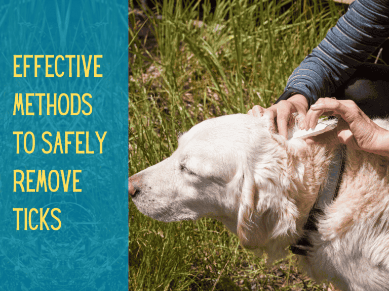 owner applying tick preventative. image text conveys how to remove a tick from a dog