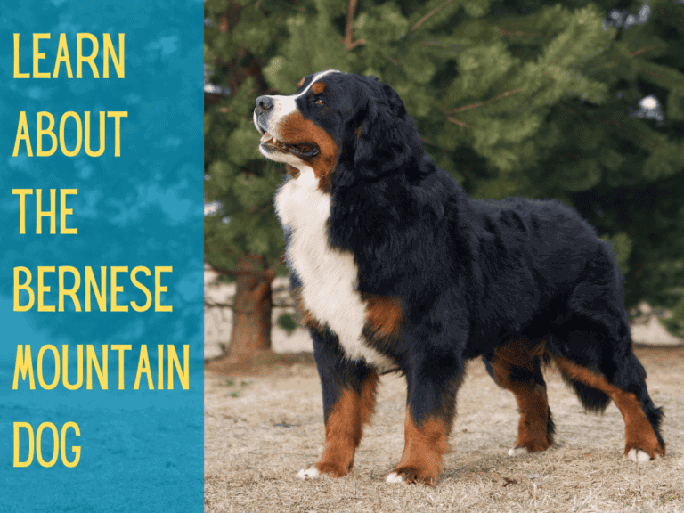 A gorgeous adult Bernese Mountain Dog standing outside.