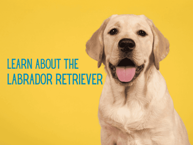 A handsome young yellow Labrador Retriever smiling at the camera.