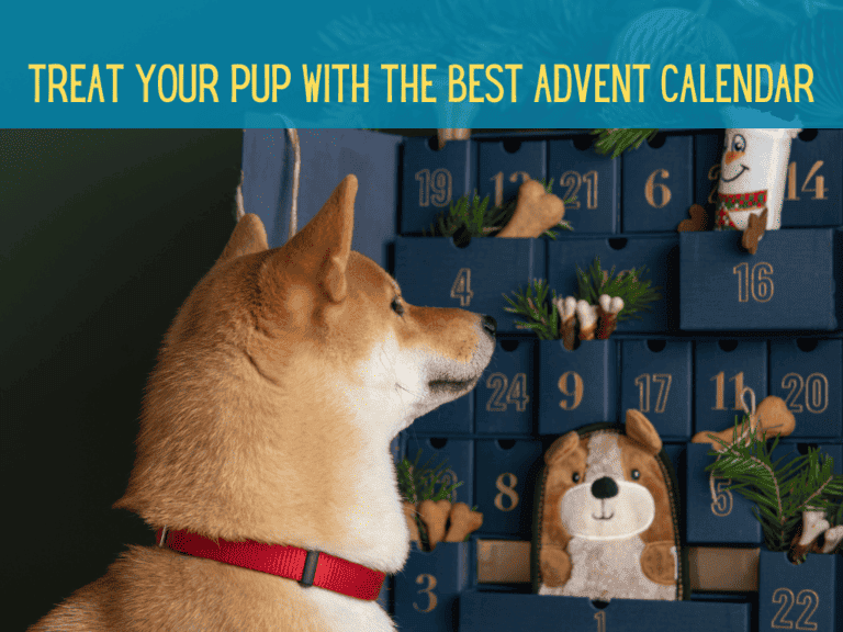 cute shiba inu looking at best dog advent calendar reusable stuffed with toys and treats