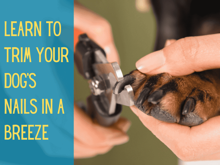 A close-up of a dog's paw while a nail is being clipped to help teach how to trim dog nails.