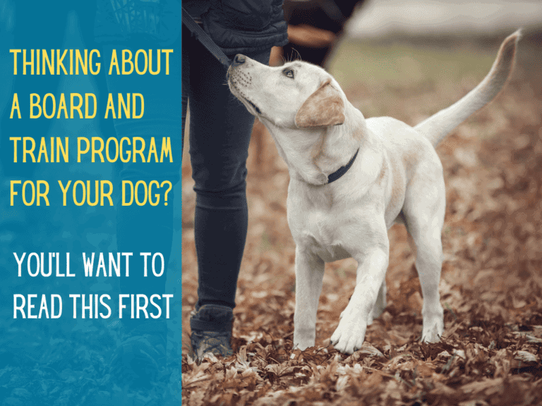 cute yellow labrador walking nicely on leash for its dog board and train program