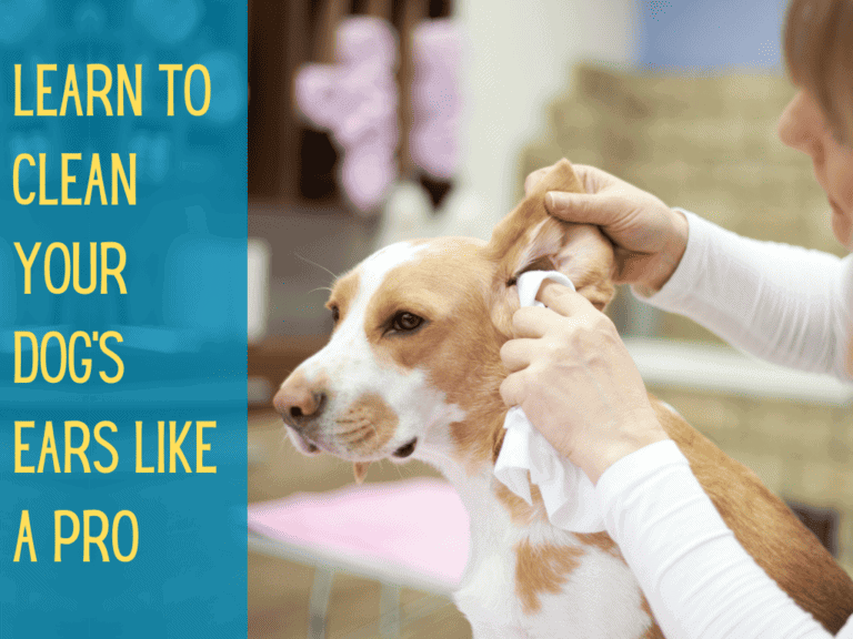 tan and white dog getting ear cleaned