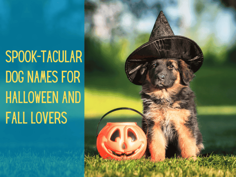 A cute German Shepherd puppy wearing a black-pointed witch hat, and sitting next to a trick-or-treat pumpkin basket. The best combination for a post about halloween dog names.