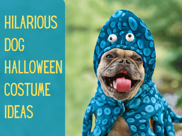 happy frenchie wearing a blew octopus hat halloween costume