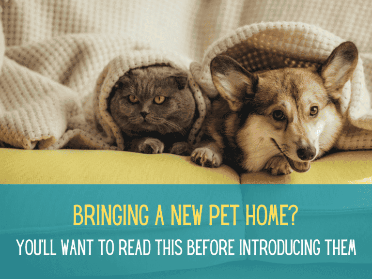 grey cat and Corgi dog lying together under blanket on yellow sofa
