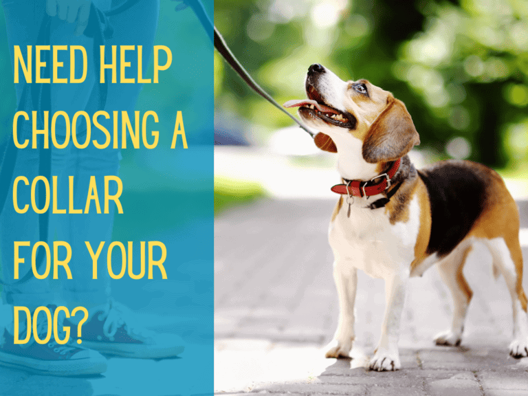 cute beagle happily looking up at owner. Image text conveys the best dog collars