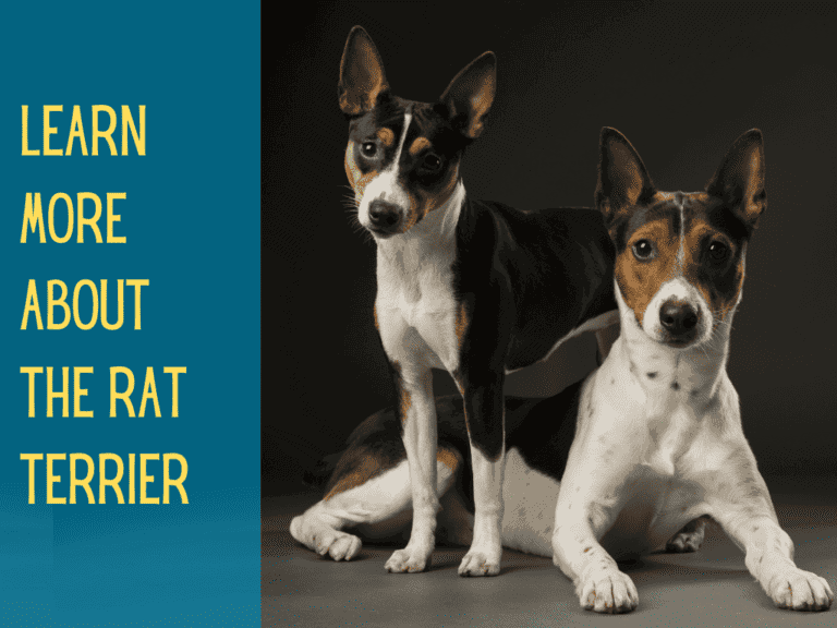 two tri color rat terriers looking at camera