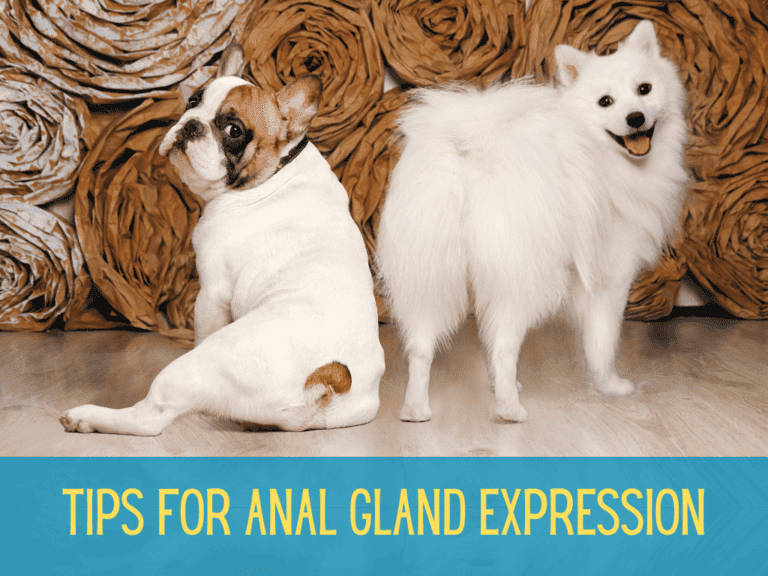 A French Bulldog and American Eskimo Dog turning to look at the camera while showing off their rear - relevant to the topic of how to express dog anal glands.