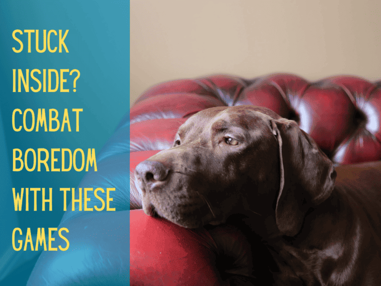chocolate lab resting head on couch, looking calm, tired or bored. image text conveys things to do with your dog indoors