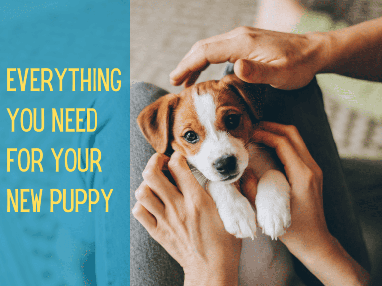cute red and white puppy lying on its back in owners lap while being pet