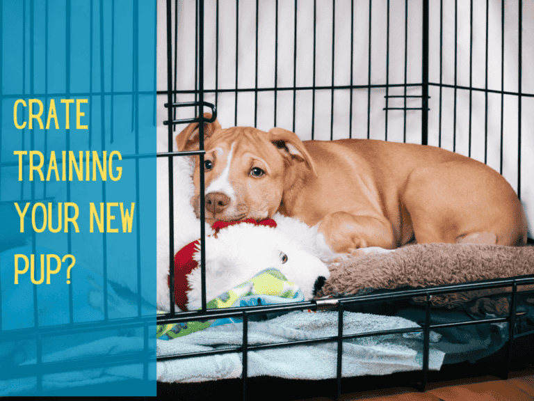 bull breed pit bull puppy cuddling with polar bear stuffed animal in crate with door open