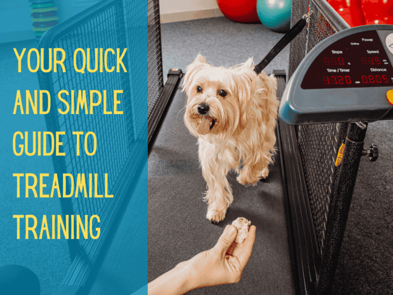 Small silky terrier walking on a treadmill to eat a treat from owner's hand, perfect demo on how to train a dog to walk on a treadmill