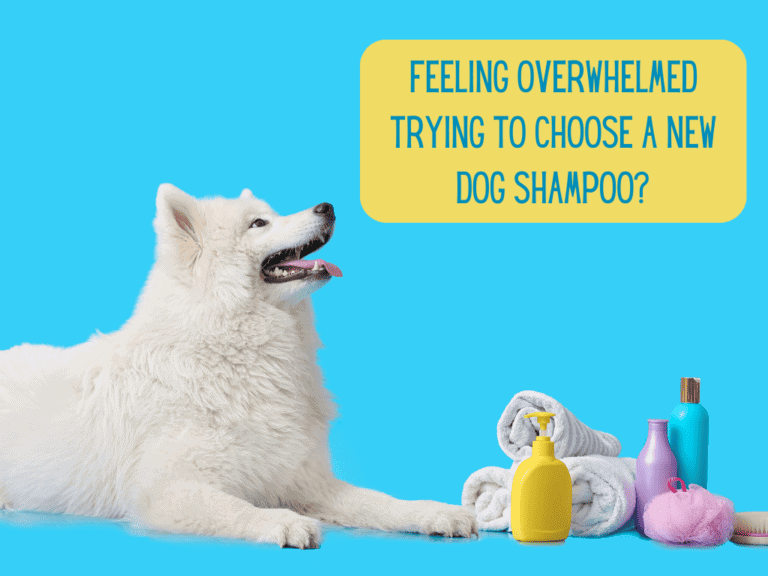 happy white samoyed lying down and looking up at text, while lying next to bath and shampoo products