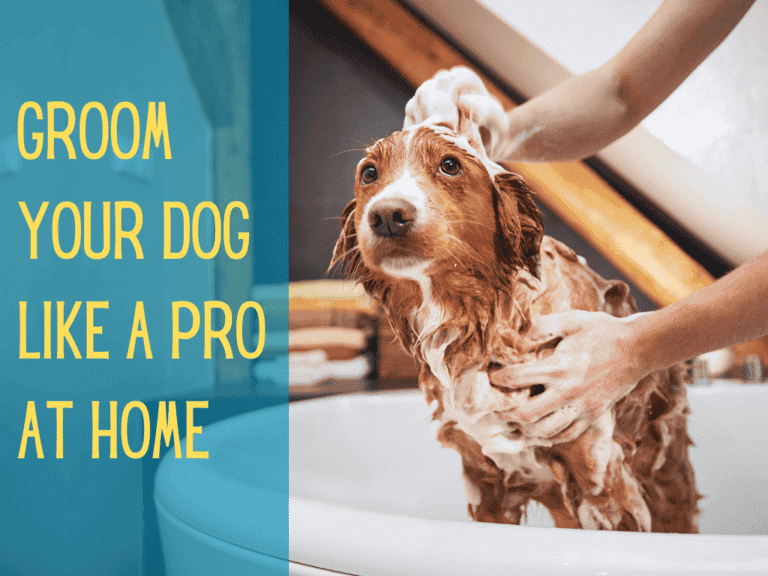 nova scotia duck tolling retriever getting a bath, text conveys how to groom a dog