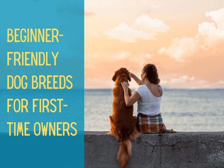 woman sitting on beach ledge with golden retriever. image text conveys best dog breeds for first time owners