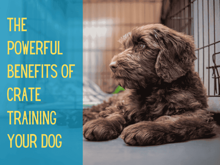 chocolate labradoodle puppy relaxing in dog crate