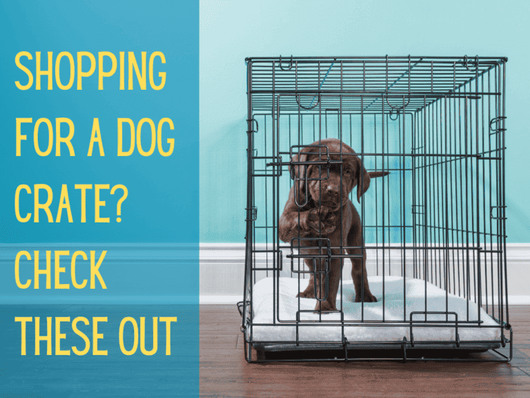 chocolate lab puppy in wire dog crate for best dog crates featured image