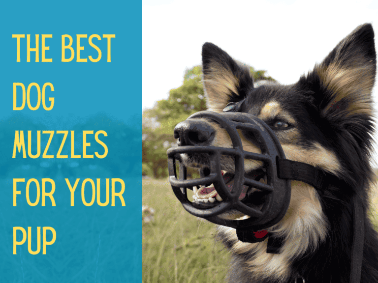 cute shepherd mix wearing dog muzzle