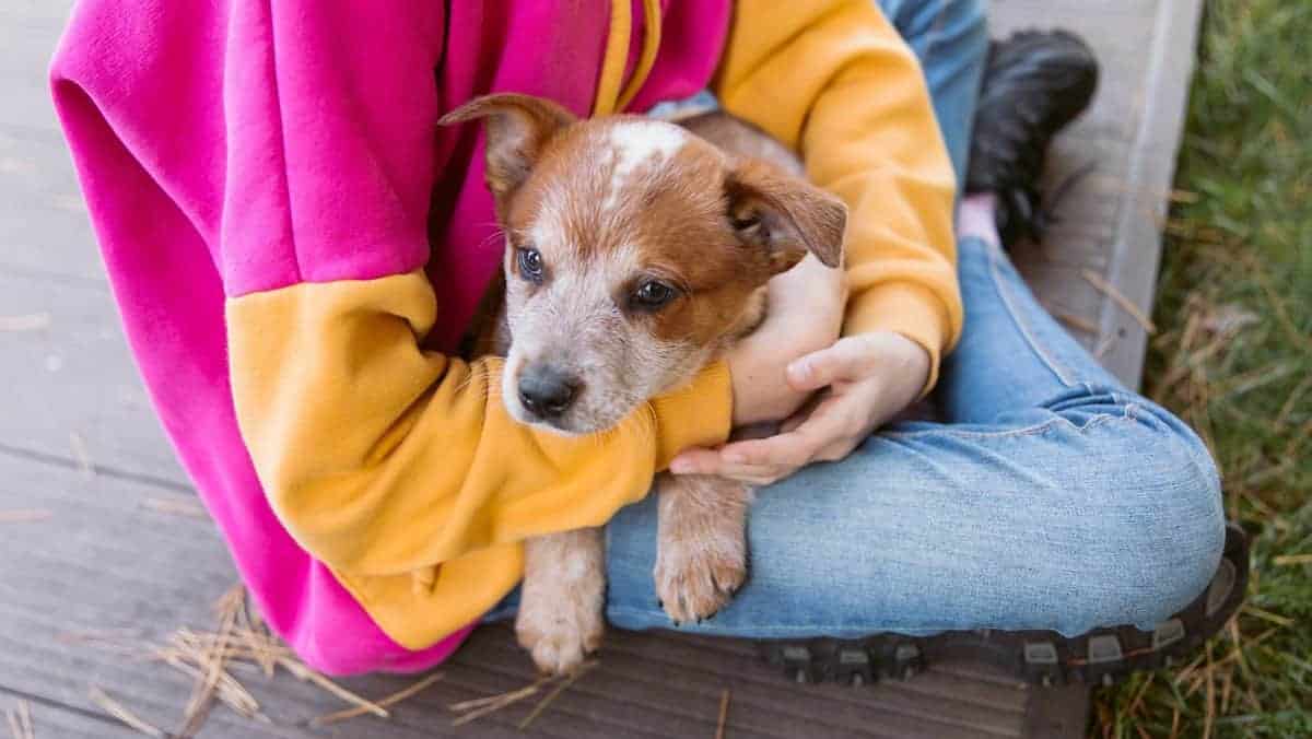 red heeler australian cattle dog puppy sitting in owner's lap for how to socialize a dog
