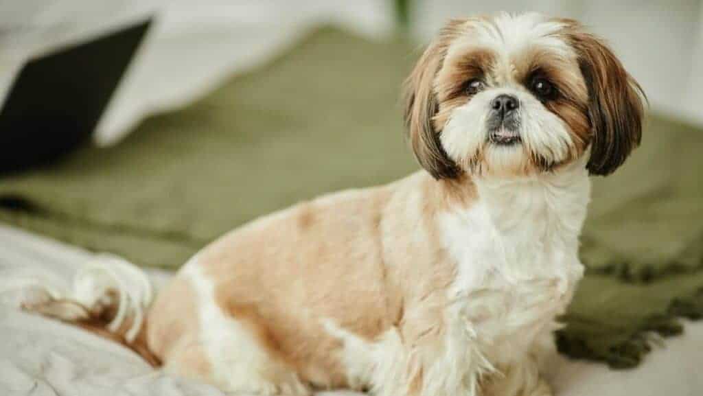 Cute Shih Tzu dog sitting on bed looking at camera in cozy home