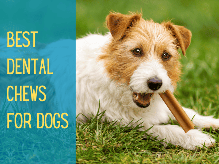 cute terrier chewing dental dog chew