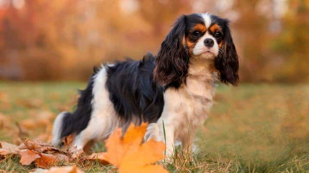 dog cavalier king charles spaniel for a walk in the autumn park, one of many best dog for seniors
