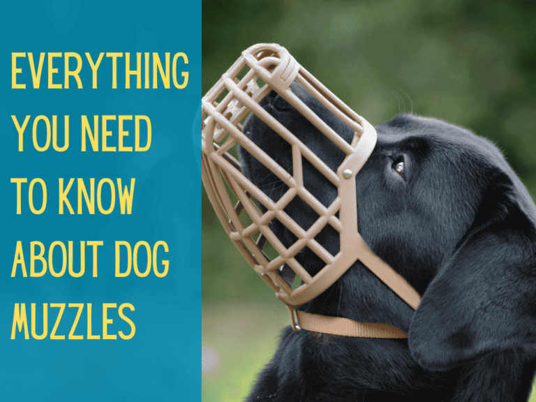 black labrador retriever wearing tan basket muzzle