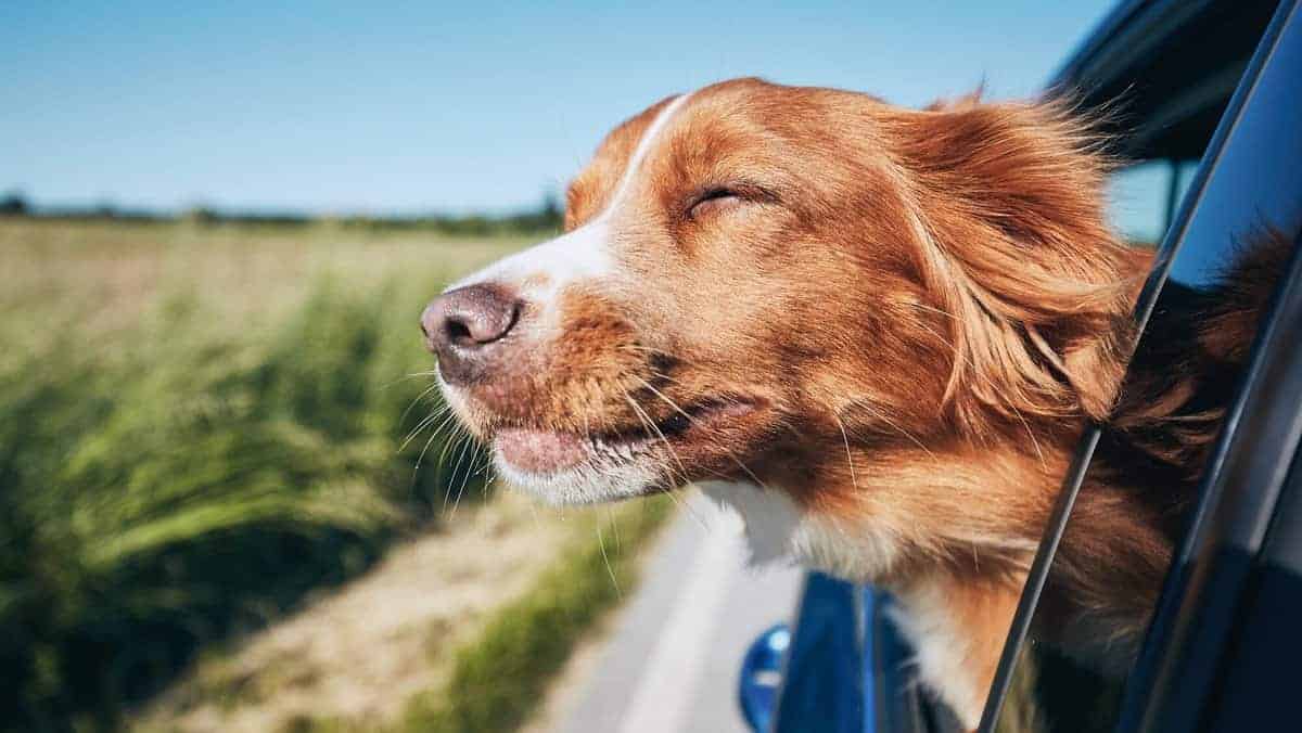 Dog travel by car for how to travel with a dog