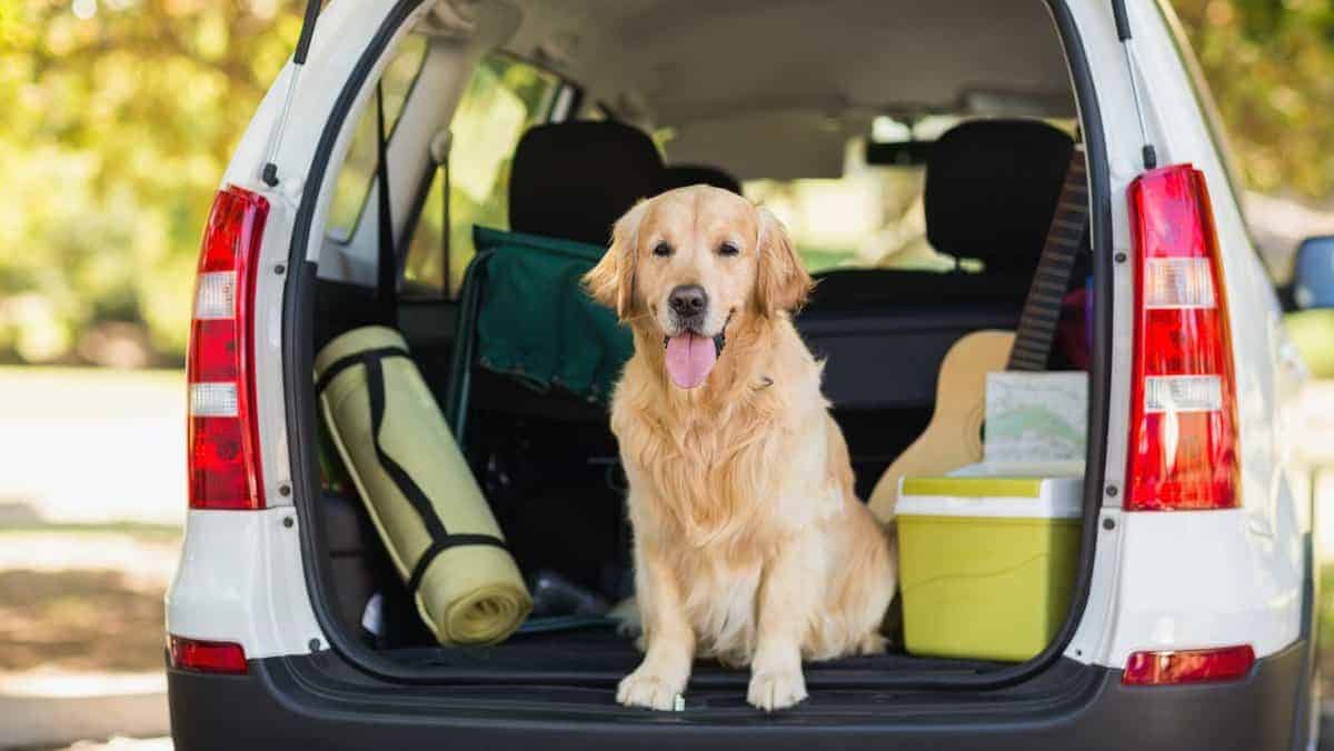 Domestic dog sitting in the car trunk