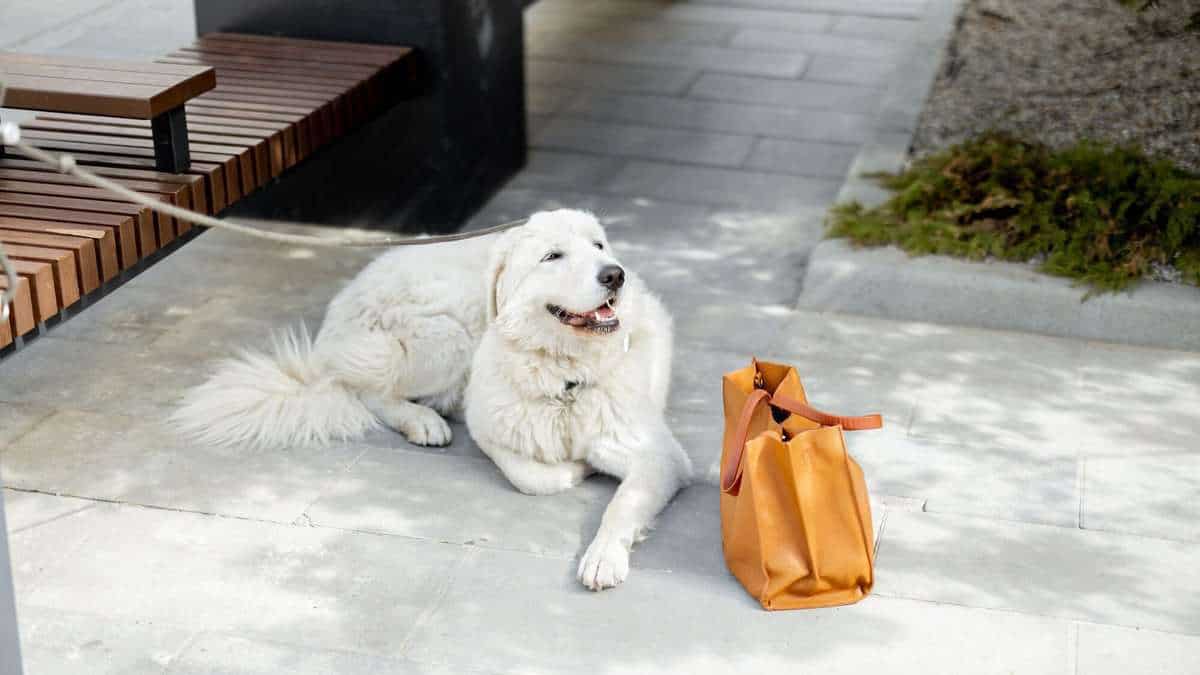 Happy friendly white dog lying on the ground