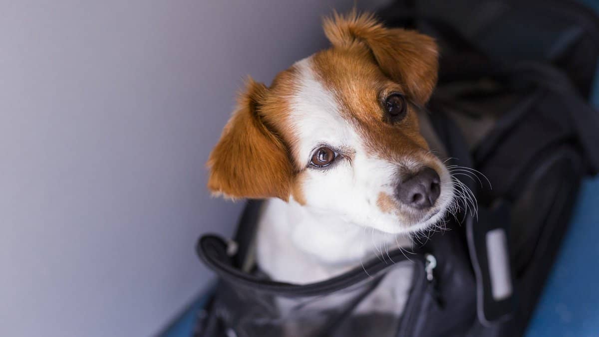 Jack russell dog in travel cage at the airport. Pet in cabin. Travel with dogs