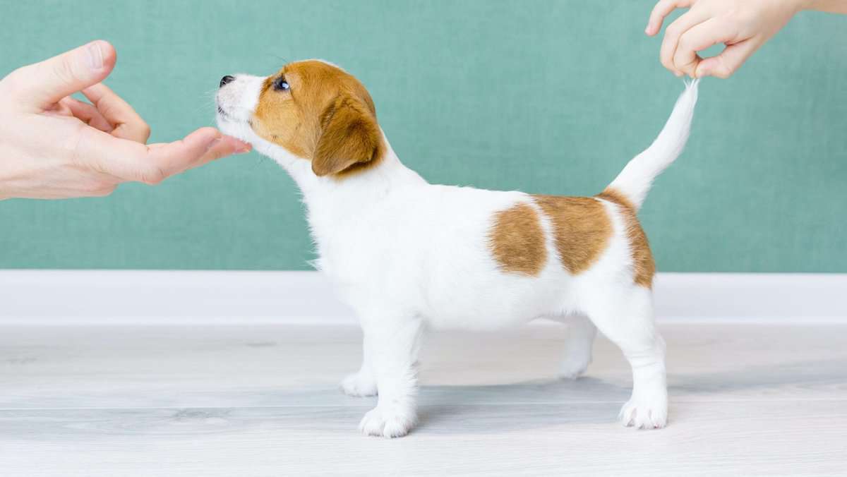 Man's hands hold the puppy by the tail and chin. Concept of dog training, preparation for the show.