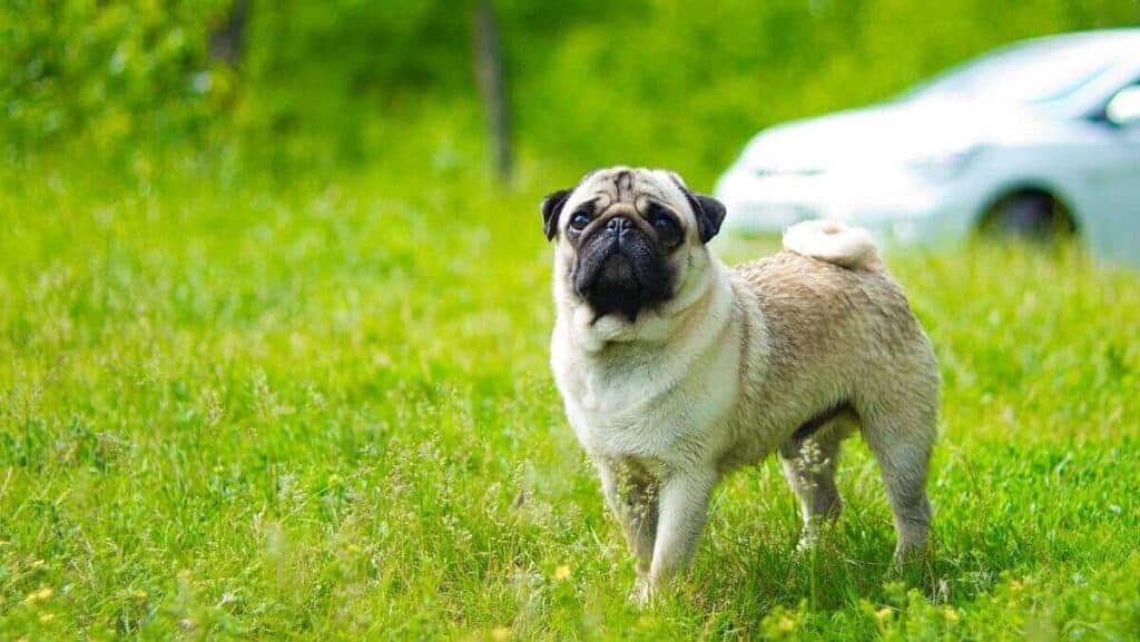 Pug walking green forest. Pug, portrait. Pug dog playing outdoors. Portrait of beautiful male Pug