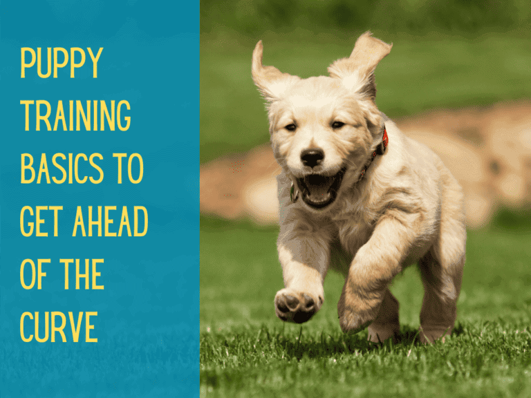 golden retriever puppy happily recalling
