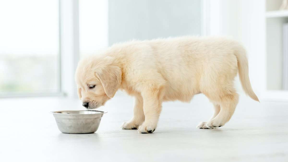 Retriever puppy eating from bowl
