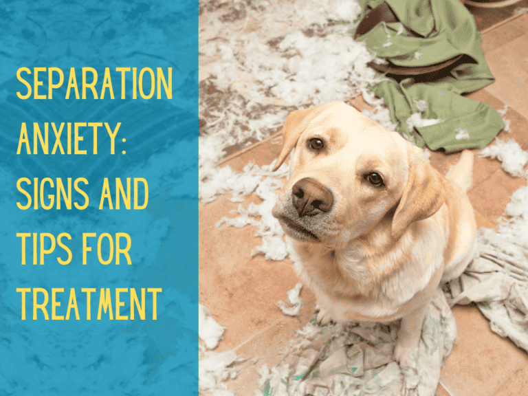 yellow labrador retriever surrounded by a mess it made due to boredom or separation anxiety in dogs