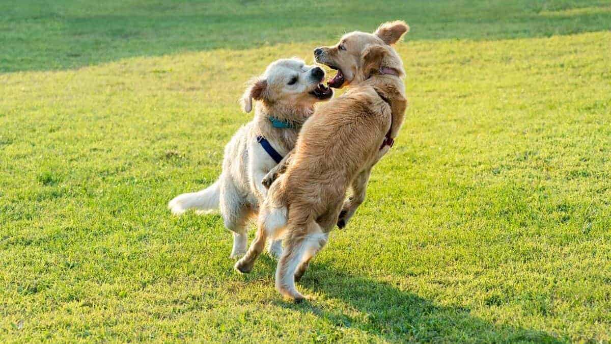 Two happy Golden Retriever dogs playing