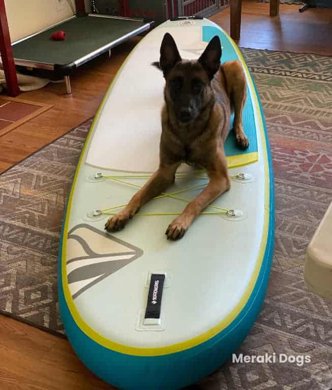 belgian malinois lying down on stand up paddle board