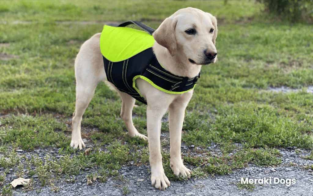 young yellow lab wearing yellow life jacket