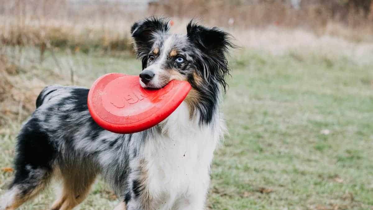 A Australian Shepherd dog playing frisbee at a park
