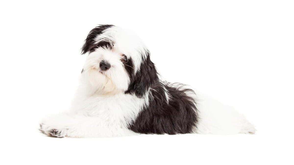adorable black and white havanese lying down with head tilted